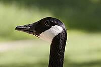 Canada goose, Branta canadensis - Branta canadensis, Canada goose [IBR124585277]