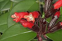 Aeschynanthus 'Mona Lisa', pubic flower, meaning flower [IBR124585278]