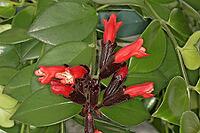 Aeschynanthus 'Mona Lisa', pubic flower, meaning flower [IBR124585279]