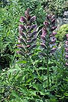 Acanthus spinosus, thorny acanthus [IBR124585282]