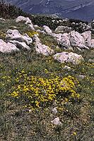 Biscutella laevigata, eyeglass cloves [IBR124585284]