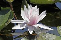Nymphaea hybrid, water lily, water lily [IBR124585285]