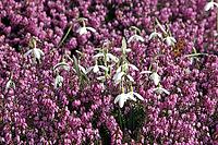 Galanthus nivalis, snowdrop [IBR124585286]
