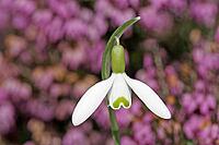 Galanthus nivalis, snowdrop [IBR124585288]