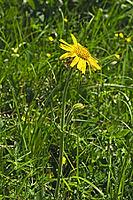 Arnica montana, arnica [IBR124585290]