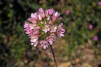 Allium roseum, rose garlic [IBR124585291]