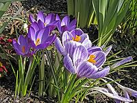 Crocus vernus, spring crocus [IBR124585295]