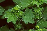 Alchemilla vulgaris, common lady's mantle, leaves with raindrops [IBR124585296]