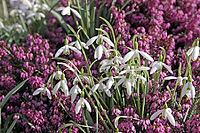 Galanthus nivalis, snowdrop [IBR124585298]