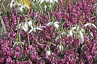 Galanthus nivalis, snowdrop [IBR124585300]