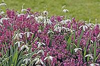 Galanthus nivalis, snowdrop [IBR124585301]
