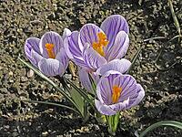 Crocus vernus, spring crocus [IBR124585303]