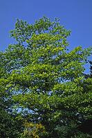 Tree in spring [IBR124585304]