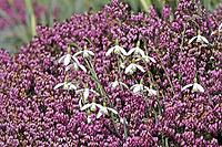 Galanthus nivalis, snowdrop [IBR124585305]