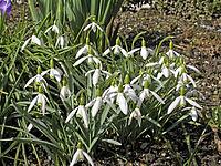 Galanthus nivalis, snowdrop [IBR124585306]