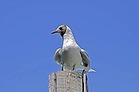 Black-headed gull, Larus ridibundus - Black-headed gull [IBR124585308]