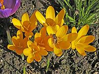 Crocus vernus, spring crocus [IBR124585309]