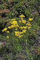 Biscutella laevigata, eyeglass cloves [IBR124585310]