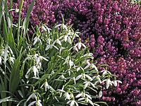 Galanthus nivalis, snowdrop [IBR124585311]