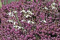 Galanthus nivalis, snowdrop [IBR124585312]