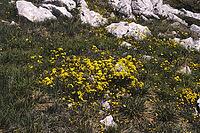 Biscutella laevigata, eyeglass cloves [IBR124585315]