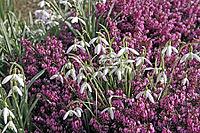 Galanthus nivalis, snowdrop [IBR124585316]