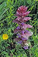 Ajuga genevensis, Bugleweed Geneva [IBR124585317]