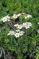 Androsace Chamaejasme, ciliated man's sign [IBR124585318]