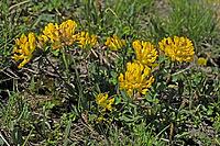 Anthyllis vulneraria, Common Wound Clover, Red Wound Clover [IBR124585319]