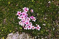 Androsace alpina, alpine man's shield [IBR124585320]