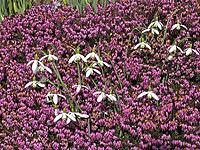 Galanthus nivalis, snowdrop, heather [IBR124585322]