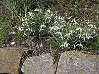 Galanthus nivalis, snowdrop [IBR124585324]