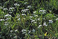 Allium subhirtum, eyelash leaf leek [IBR124585325]