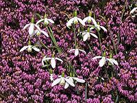 Galanthus nivalis, snowdrop, heather [IBR124585326]