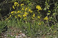 Biscutella laevigata, eyeglass cloves [IBR124585327]