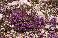 Acinos alpinus, Calamintha alpina, alpine mountain mint [IBR124585328]