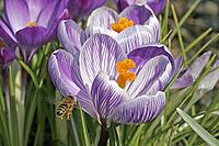 Crocus vernus, spring crocus [IBR124585329]