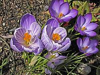 Crocus vernus, spring crocus [IBR124585330]
