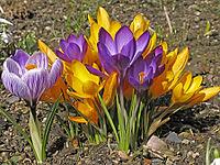 Crocus vernus, spring crocus [IBR124585331]