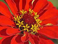 Dahlia, dahlia (detail), red dahlia [IBR113148390]