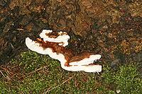 Porling [IBR113148391]