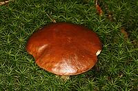 Boletus badius, chestnut bolete, chestnut mushroom [IBR113148392]