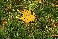 Calocera viscosa, sticky horn [IBR113148393]
