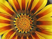Gazania hybrid, midday gold, gazanie [IBR124585378]