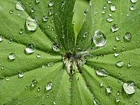 Alchemilla, lady's mantle with drops of water [IBR124585379]
