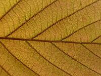Corylus maxima 'Purpurea', Red Lambertus [IBR124585380]