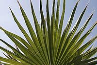 Washingtonia tulipifera, Washington palm [IBR124585381]