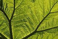 Gunnera manicata, redwood leaf, mulberry family. The plant is native to South America. The photo shows a leaf in backlight [IBR124585382]