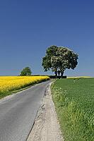 Off the big roads in the Osnabrück region, it passes rapeseed fields and blooming chestnut trees in spring, as here in Bad Iburg, Lower Saxony [IBR124585383]