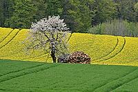 Rape field with cherry tree in Hagen a.T.W. in the Osnabrücker Land - Rape field with cherry tree in Lower Saxony, Germany [IBR124585384]